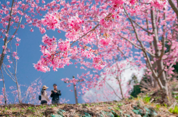 ▲福壽山櫻花。（圖／翻攝自臉書專頁《福壽山農場Fushoushan Farm》。）