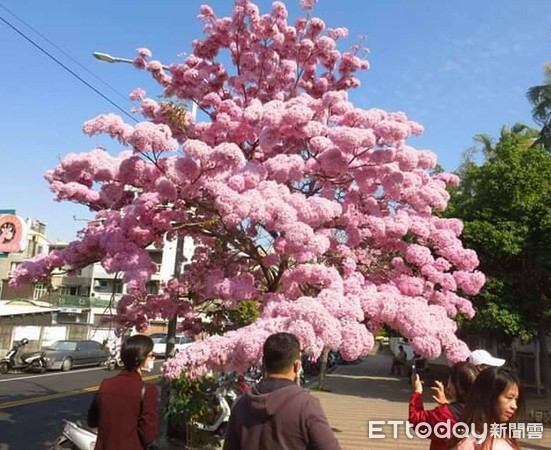 ▲彰化南郭國小側門的洋紅風鈴木大爆發冒出粉紅大泡泡。（圖／ETtoday資料照）。