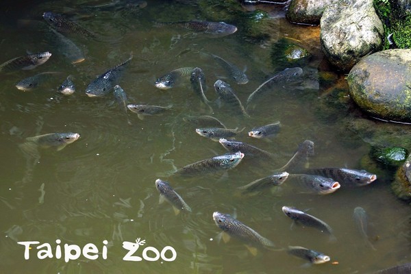 琵琶鼠遭棄養，影響台灣河川生態。（圖／臺北市立動物園提供）