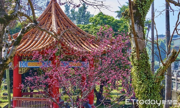 ▲ 林口竹林山觀音寺櫻花綻放 漫步祈福夢幻浪漫賞櫻好浪漫。（圖／新北市景觀處提供）