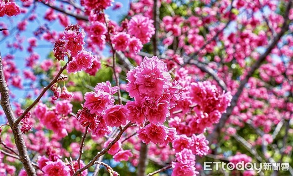 ▲ 林口竹林山觀音寺櫻花綻放 漫步祈福夢幻浪漫賞櫻好浪漫。（圖／新北市景觀處提供）