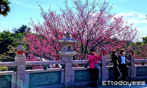 ▲ 林口竹林山觀音寺櫻花綻放 漫步祈福夢幻浪漫賞櫻好浪漫。（圖／新北市景觀處提供）