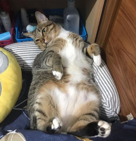 逛寵物展快睡著，胖貓見公廁飛奔。（圖／Instagram@lebron.fatcat提供）