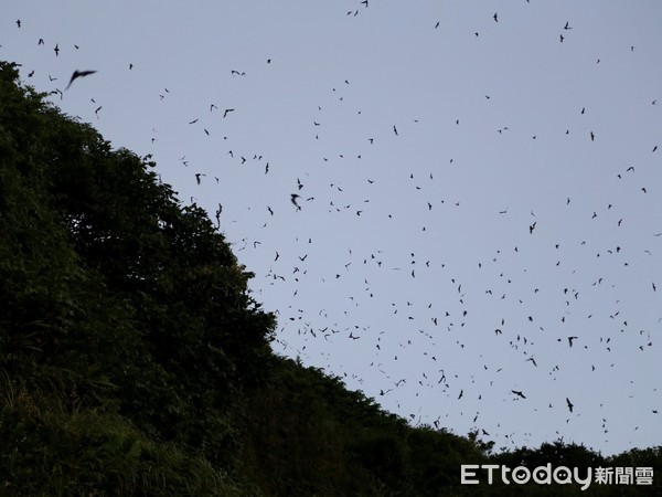 ▲ 戶外踏青遇野生動物勿驚慌 新北動保處籲不接觸、不餵食、不撿拾。（圖／新北市動保處提供）