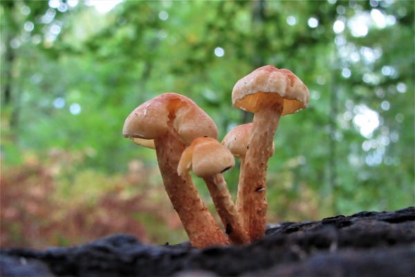 ▲迷幻蘑菇是一種天然菌類植物，又稱作「神奇蘑菇」、「幻覺蘑菇」，主要是生長在歐洲北部、夏威夷、西伯利亞、馬來西亞這些地區。。（圖／取自免費圖庫Pixabay）