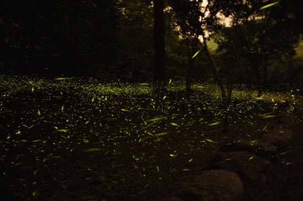 ▲去年滿滿的螢火蟲園。（圖／照片來源:高曼菁/攝,新竹林區管理處提供）
