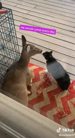 浪貓跟小鹿變成朋友。（圖／翻攝自抖音@cortblair07）