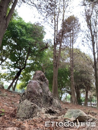 ▲落羽松群根部，已長出為數不少如同大塊石頭般的氣生根，甚至有些已長成約30公分高，其狀如同竹筍，頭部尖尖的，也有鐘乳石的形狀，別具特色。（圖／記者蔡佩旻攝）