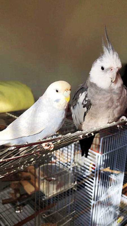 游書庭家中還有兩隻可愛的鳥寶貝小游（右）、芋圓（左）。（圖／艾迪昇提供）