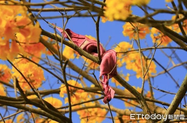▲女用粉紅色胸罩高掛於黃花風鈴木上。（圖／翻攝嘉義之美）
