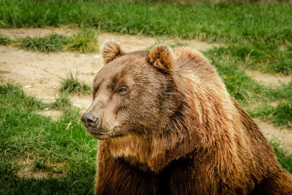 ▲動物,熊,棕熊,。（圖／取自免費圖庫Pixabay）