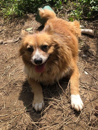 萌犬遭棄養山區，網見牠白蹄搖頭。（圖／有點毛毛的／網友徐敏敏提供）