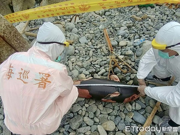 ▲「窄脊露脊鼠海豚」陳屍馬祖東引岸際 海巡弟兄火速助運回南竿。（圖／記者郭世賢翻攝）