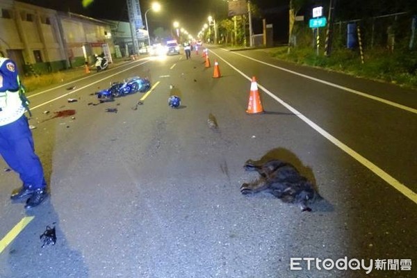 ▲動物竄出致發生車禍事件頻繁 請汽機車駕駛人多加留意。（圖／記者翁伊森攝）