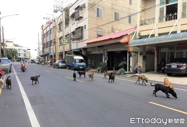 ▲動物竄出致發生車禍事件頻繁 請汽機車駕駛人多加留意。（圖／記者翁伊森攝）