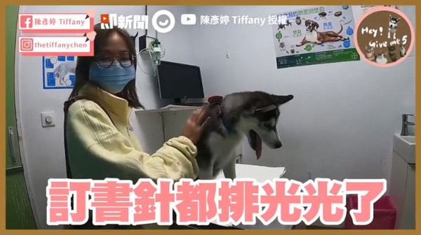 ▲▼小哈士奇把訂書針吃下肚。（圖／陳彥婷Tiffany授權提供）