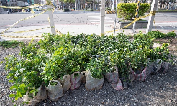 ▲桃園福興扶輪社植樹櫻花活動