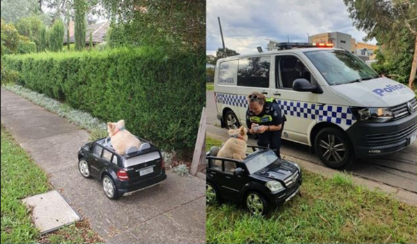 毛小孩「無照駕駛」被澳洲警方攔查臨檢　背後原因有洋蔥（圖／翻攝自Victoria Police Facebook）