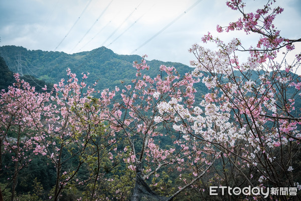 ▲大熊櫻花林8日花況。（圖／記者彭懷玉攝）