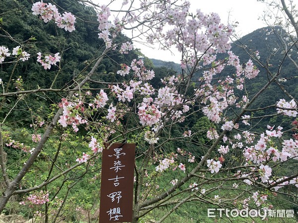 ▲大熊櫻花林8日花況。（圖／記者彭懷玉攝）