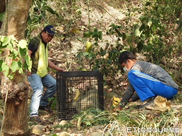 ▲▼ 台東縣府與林管處設置獼猴誘捕籠。（圖／記者楊鈞典翻攝）