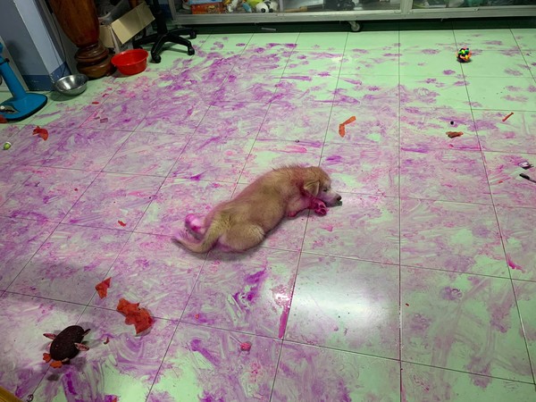 ▲雪橇犬被染成粉紫色！　他見「驚悚案發現場」快昏倒：我先走了。（圖／翻攝自Facebook／Cường Đặng）