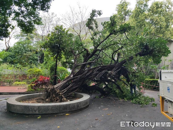 ▲義永寺內的一棵大樹突然倒下，壓傷4個民眾，其中一名陳姓婦人死亡            。（圖／記者許宥孺翻攝）