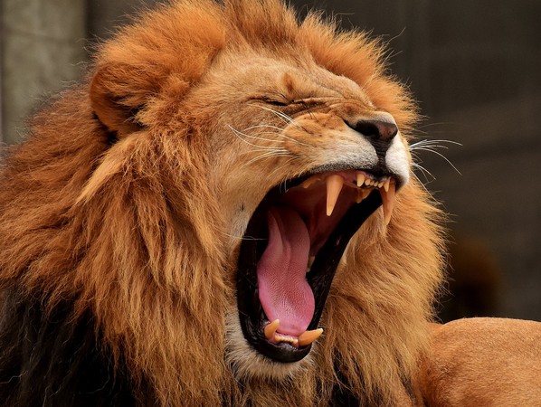 ▲獅子打哈欠。（圖／取自免費圖庫pixabay）