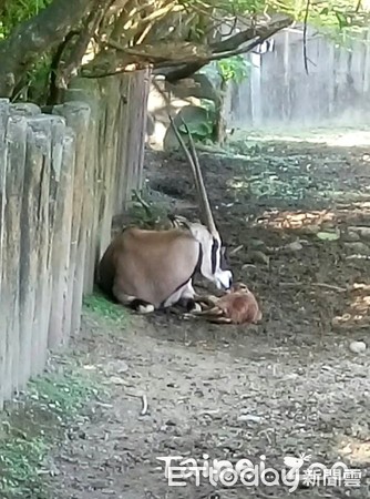 ▲2歲羚羊媽首次生寶寶！靜靜陪牠測體重　「超棒育兒術」讓保育員好放心。（圖／臺北動物園提供，請勿隨意翻拍，以免侵權。）