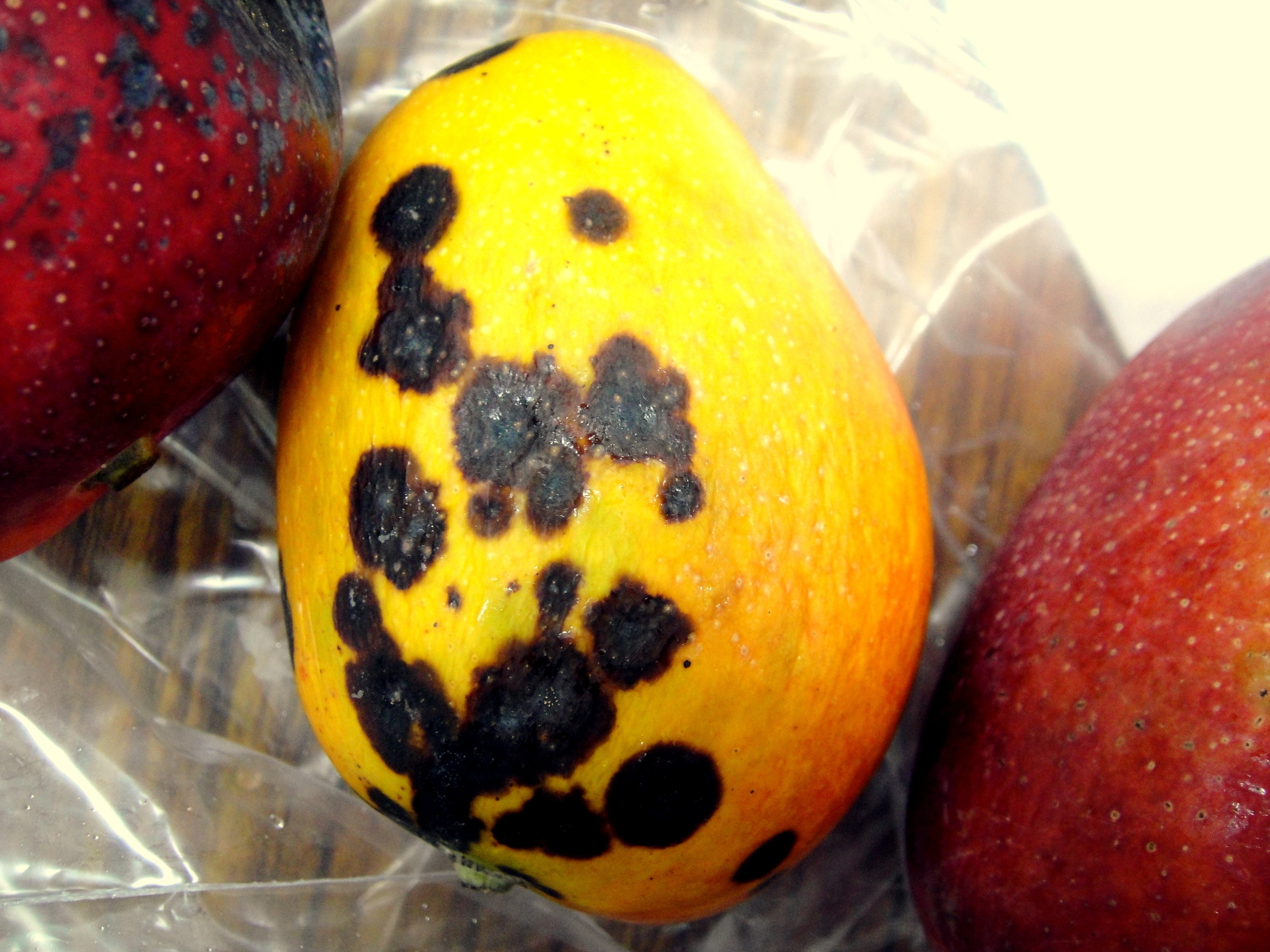 Mango | Diseases and Pests, Description, Uses, Propagation