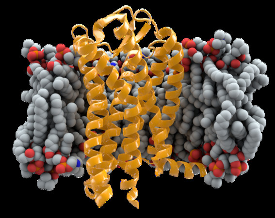 ▲「趨化因子受體5」（CCR5）是白血球表面的一種蛋白質，但少數人的基因組中含有突變型基因，廣稱為CCR5-32，與普通CCR5基因相比，可對R5型HIV引起的愛滋病免疫。（圖／取自免費圖庫Wikimedia Commons）