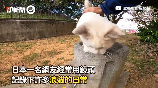 ▲▼口渴浪貓喝水。（圖／即新聞／YouTube 感動猫動画授權提供）