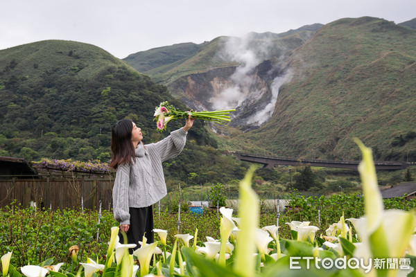 ▲▼2020竹子湖海芋季及繡球花季-花谷海芋園。（圖／記者周宸亘攝）