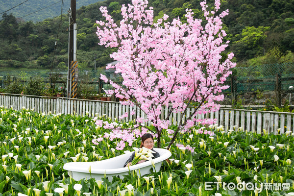 ▲▼2020竹子湖海芋季及繡球花季-花谷海芋園。（圖／記者周宸亘攝）