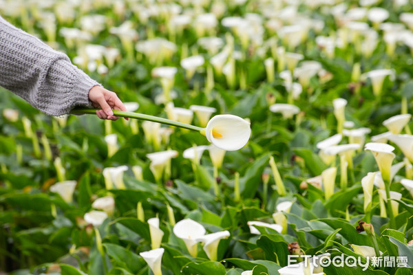 ▲▼2020竹子湖海芋季及繡球花季-花谷海芋園。（圖／記者周宸亘攝）