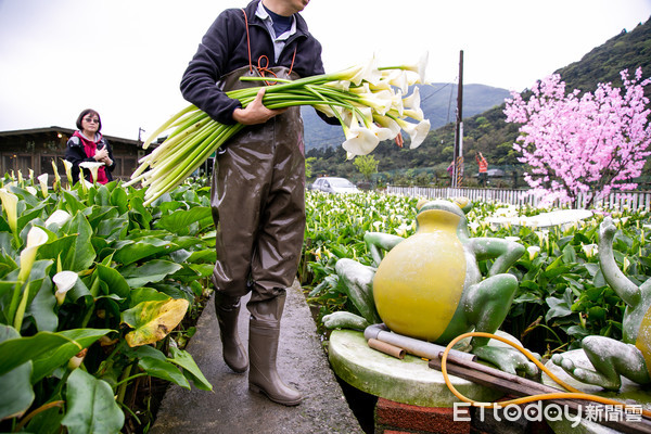 ▲▼2020竹子湖海芋季及繡球花季-花谷海芋園。（圖／記者周宸亘攝）