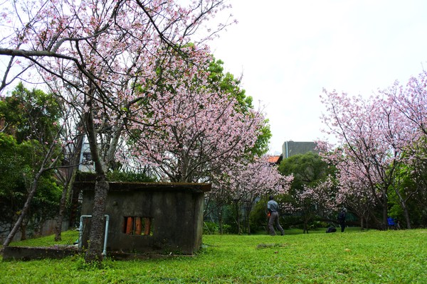 ▲陽明山遊客中心附近的吉野櫻。（圖／公園處提供）