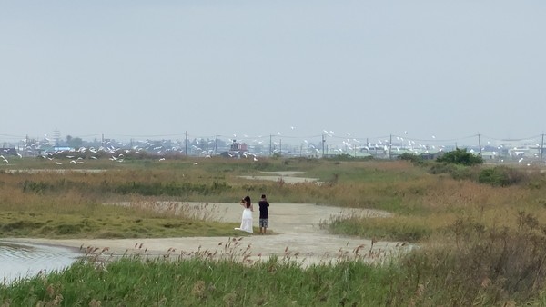 ▲有婚紗業者闖入濕地拍照   。（圖／拍鳥俱樂部黃蜀婷提供）