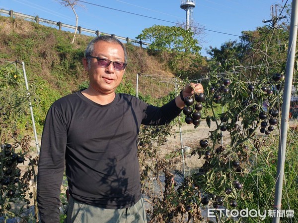 ▲屏東縣里港鄉果農陳昱辰成功種出黑色番茄，深黑果皮，相當吸睛             。（圖／記者陳崑福翻攝）