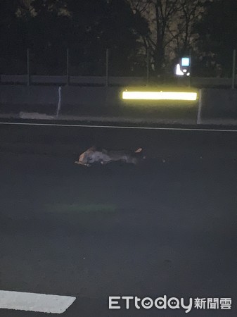▲國道3號184.5公里處凌晨4時有鹿被擦撞亡。（圖／國道七隊警方提供）