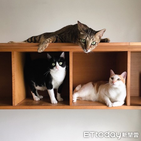 ▲洪凱特家中有3隻愛貓，唯獨小M是菇類培育專家。