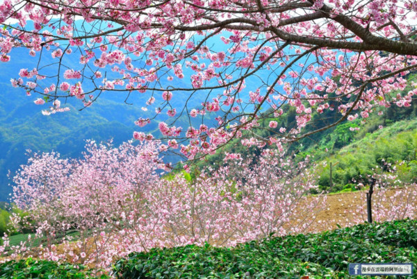 ▲阿里山櫻花。（圖／翻攝自《漫步在雲端的阿里山》臉書專頁。）