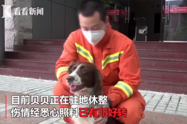 福州欣佳酒店倒塌，搜救犬貝貝受傷。（圖／翻攝自看看新聞）