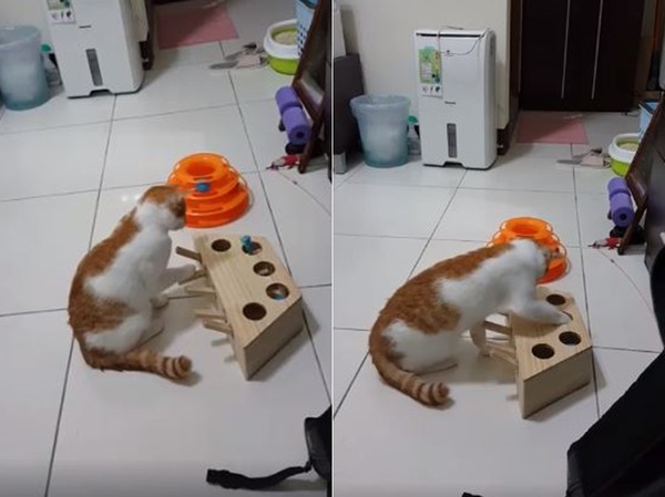 ▲▼橘白貓自己玩玩具超孤單。（圖／有點毛毛的／網友林智毅提供）