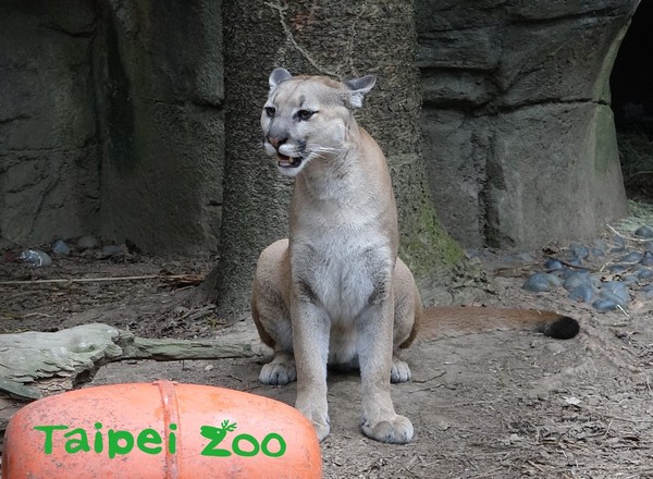 山獅趴地嚎叫，動保員解釋真相。（圖／臺北市立動物園提供）