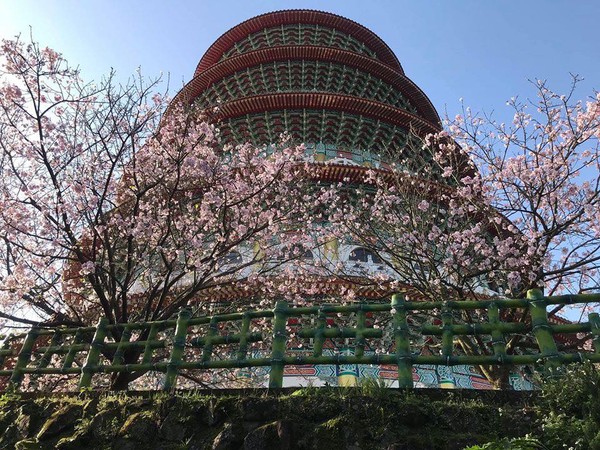 ▲淡水天元宮籲大家不要上山賞花。（圖／翻攝自淡水天元宮花況報導）