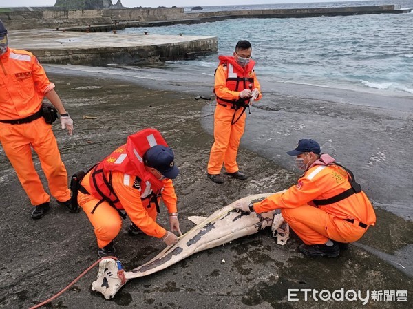 ▲綠島鄉公館漁港內發現死亡虎鯨。（圖／第一三海巡隊提供，下同）