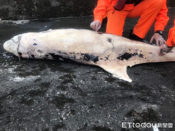 ▲▼ 綠島發現死亡小虎鯨，海巡協助就地掩埋。（圖／記者楊鈞典翻攝，下同） 