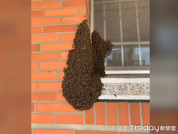 ▲▼大群蜜蜂聚集在彰化縣警察局外牆，相當嚇人。（圖／民眾提供）