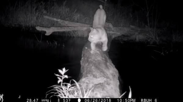 （圖／翻攝自YouTube／Bush`s Pennsylvania Wildlife Camera）